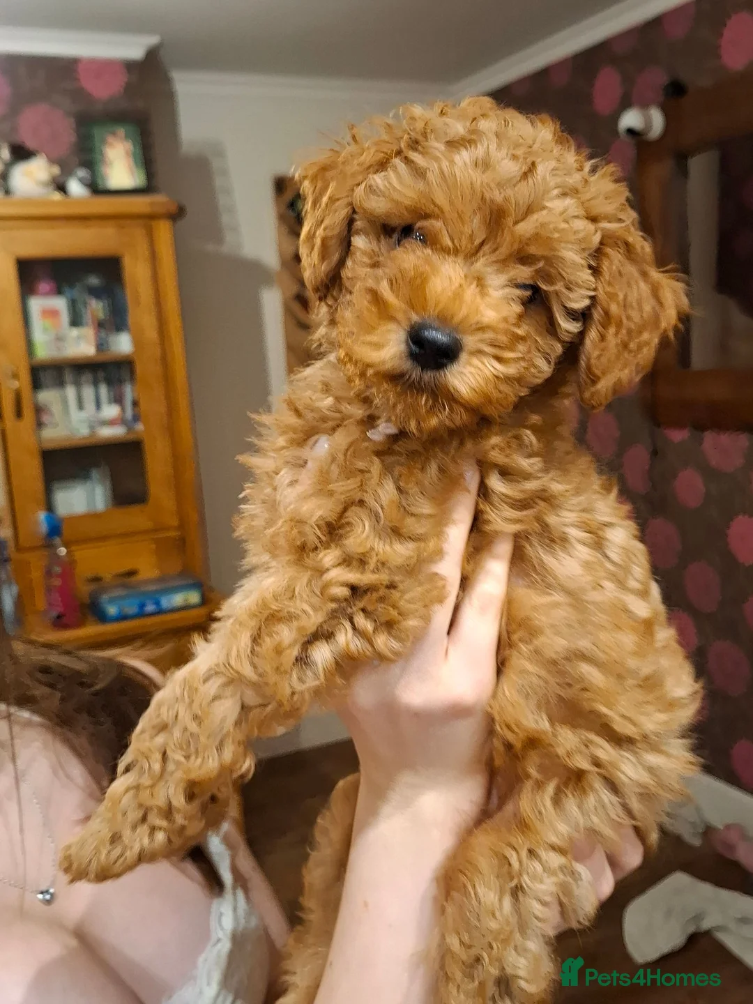 Cavapoo dogs for sale: Deep Red Superb Cavapoo pups F1b - Advert 1