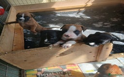 Boxer dogs for sale: Stunning kc registered boxer pups - Image 11