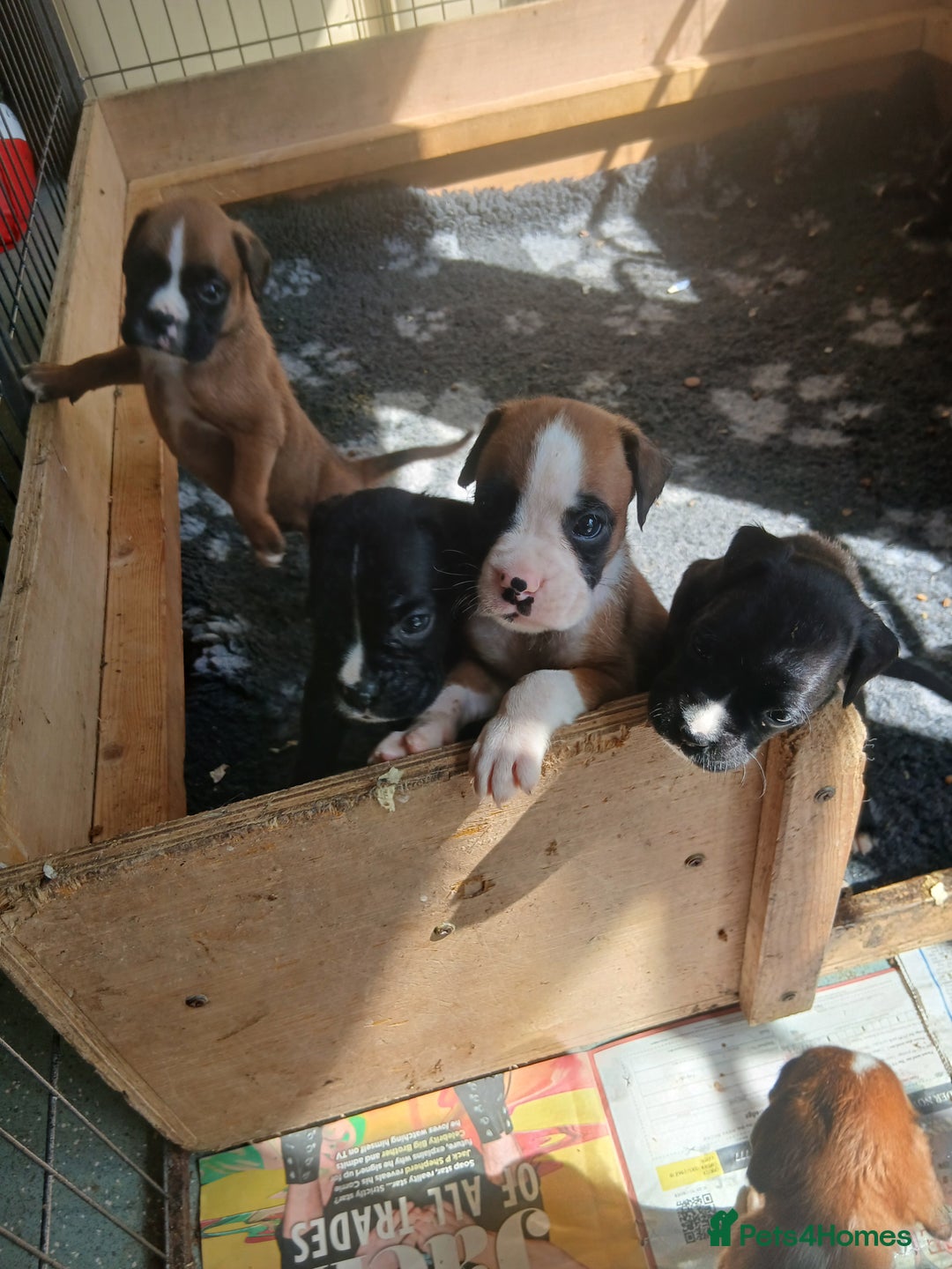 Boxer dogs for sale: Stunning kc registered boxer pups - Image 11