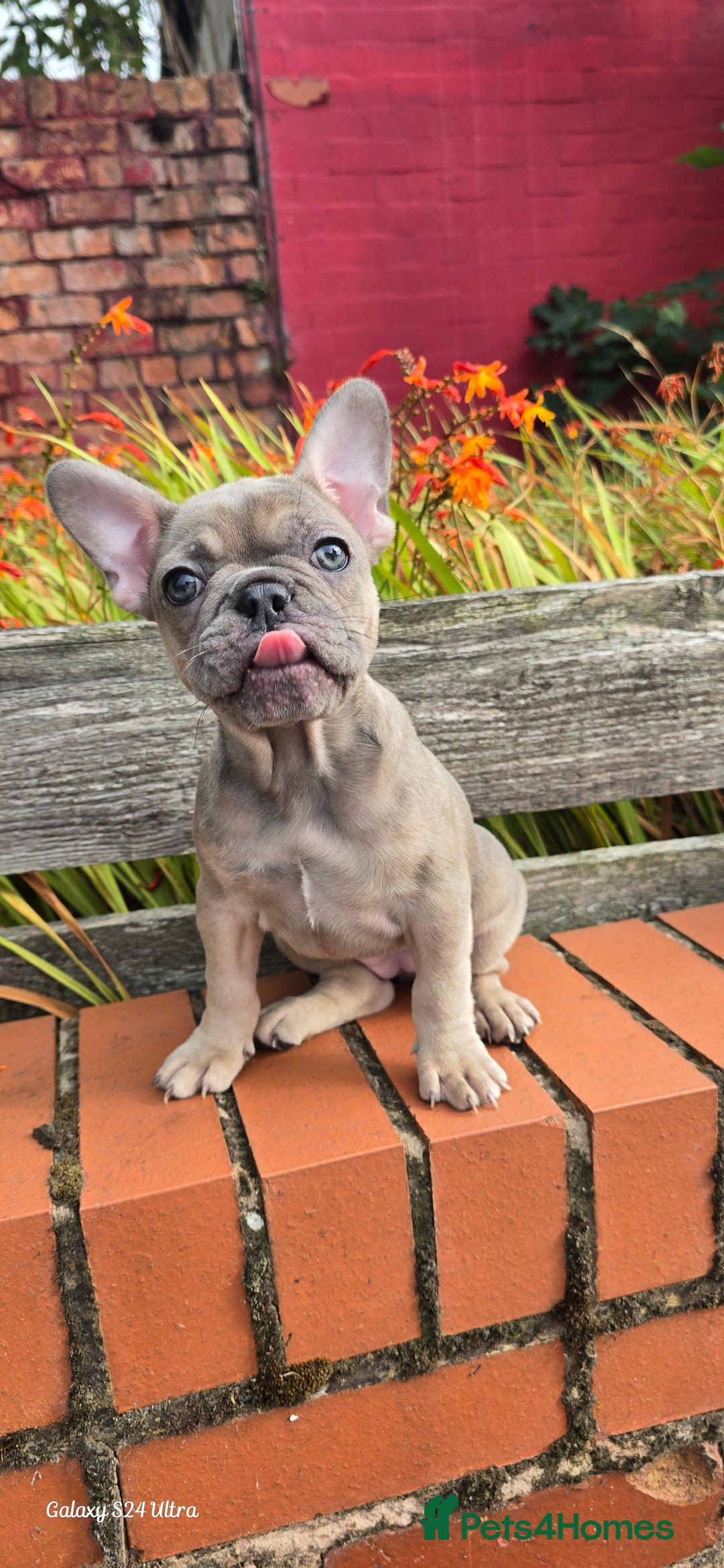 French Bulldog dogs for sale: Elsa Girl - Image 6