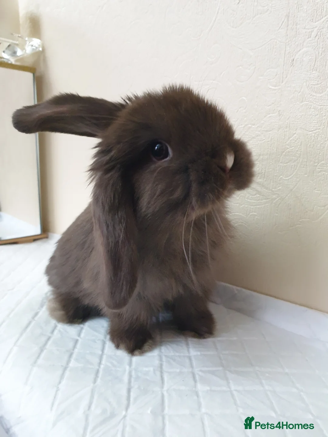 Mini Lop rabbits for sale: Mini lop bunny rabbit - Advert 12
