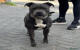 Staffordshire Bull Terrier dogs for stud: Blue Staffordshire bul terrier stud in Woking - Image 1