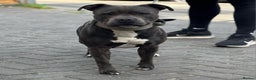 Staffordshire Bull Terrier dogs for stud: Blue Staffordshire bul terrier stud in Woking - Advert 1