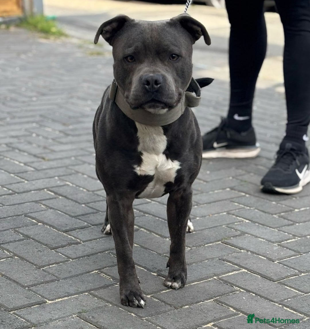 Staffordshire Bull Terrier dogs for stud: Blue Staffordshire bul terrier stud in Woking - Image 1