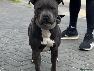 Staffordshire Bull Terrier dogs Blue Staffordshire bul terrier stud in Woking - Advert 21