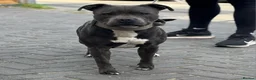 Staffordshire Bull Terrier dogs for stud: Blue Staffordshire bul terrier stud in Woking - Advert 1