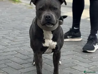 Staffordshire Bull Terrier dogs Blue Staffordshire bul terrier stud in Woking - Advert 12