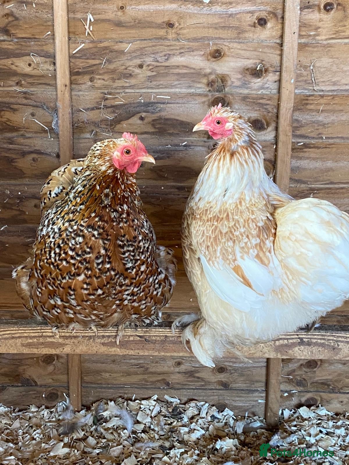 Chickens poultry 2x Bantam Chickens  - Advert 1