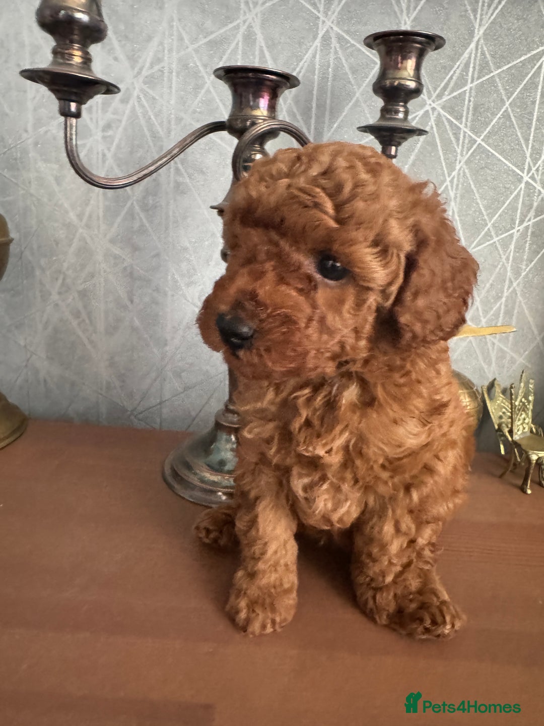 Toy Poodle dogs for sale: Red Toy poodle  - Image 8