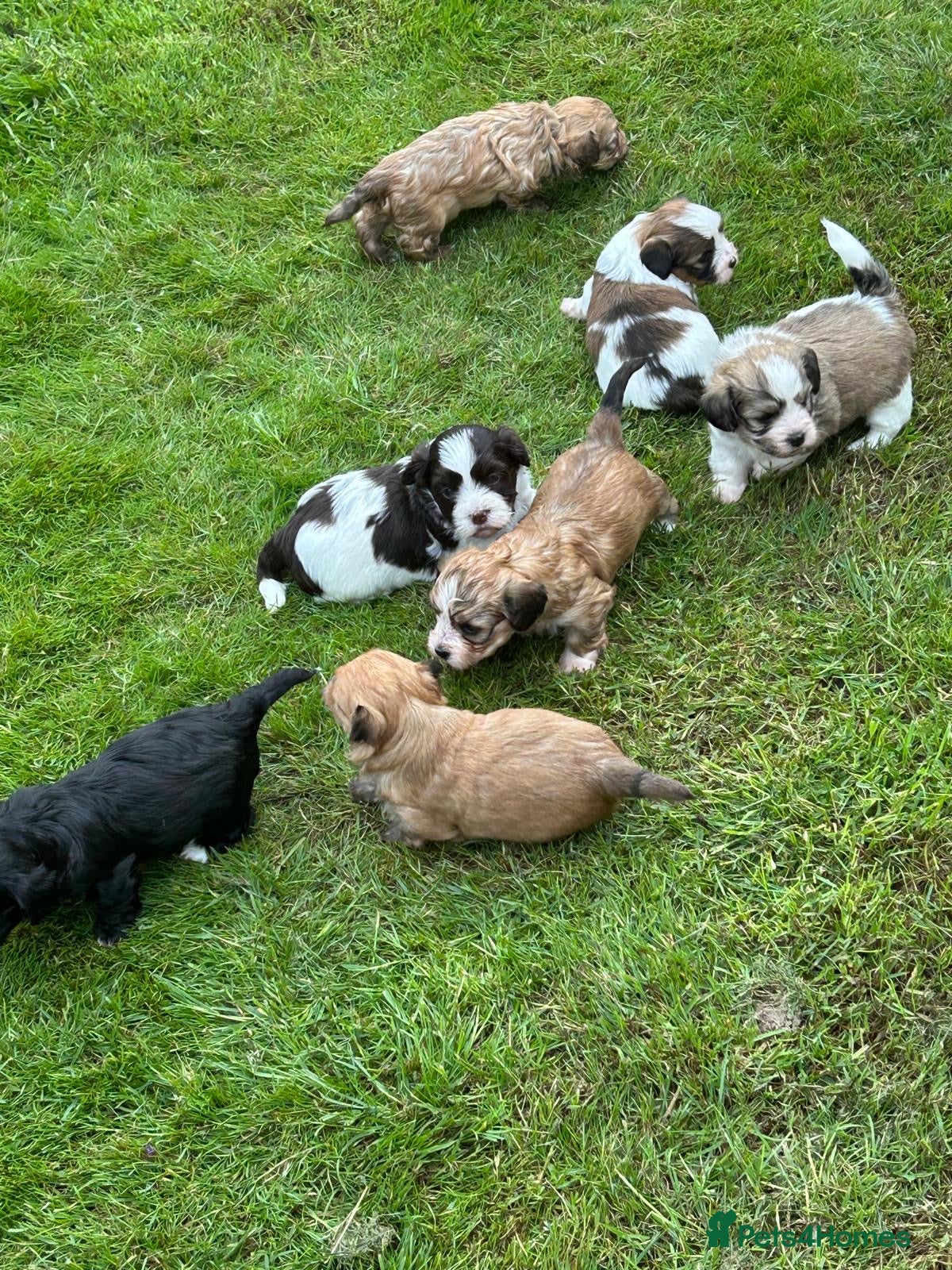 Havanese dogs 8 Exceptional colours KC reg Havanese puppies  - Advert 3