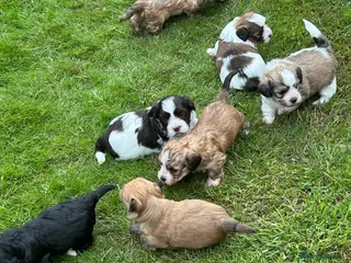 Havanese dogs 8 Exceptional colours KC reg Havanese puppies - Advert 3