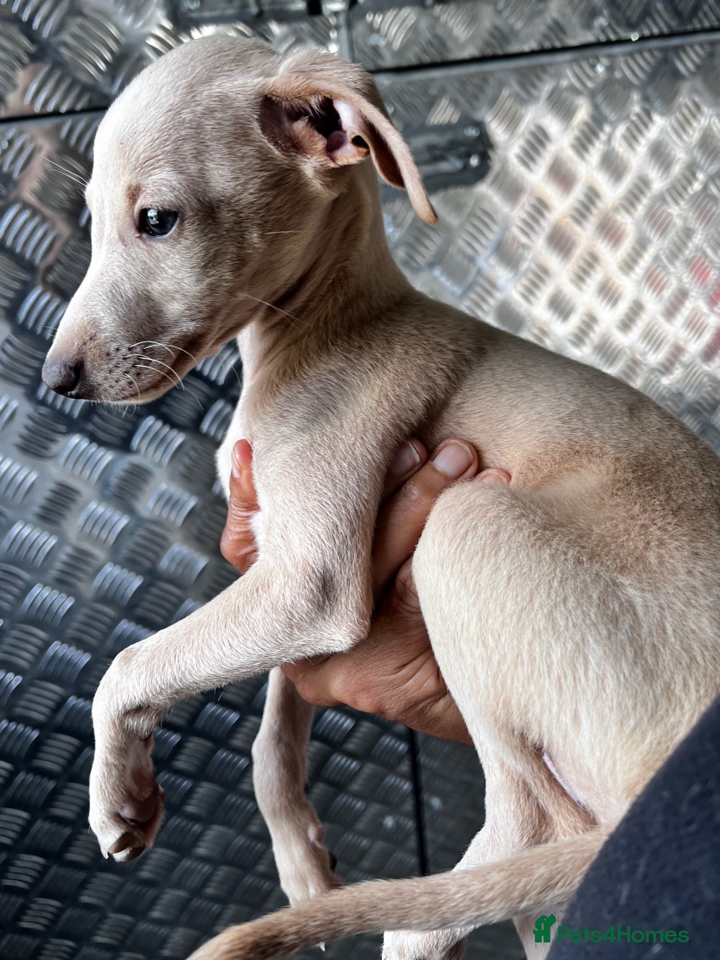 Italian Greyhound dogs for sale: Superb Quality ITALIAN GREYHOUND Puppies - Advert 1