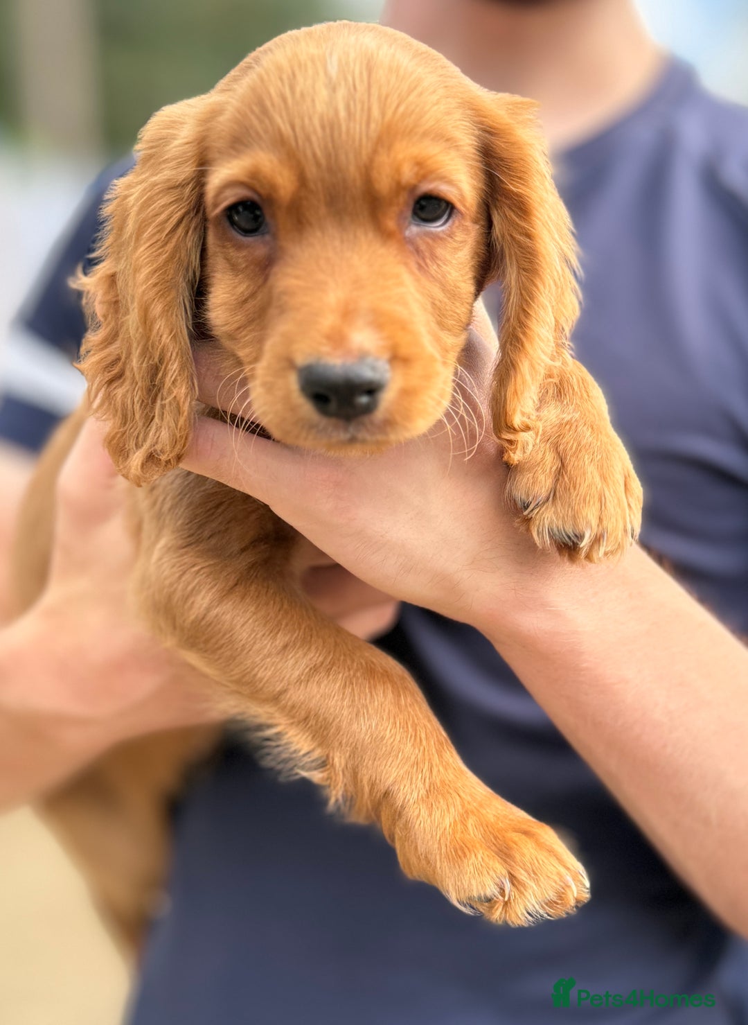 Cocker Spaniel dogs for stud: Red cocker stud - Advert 7