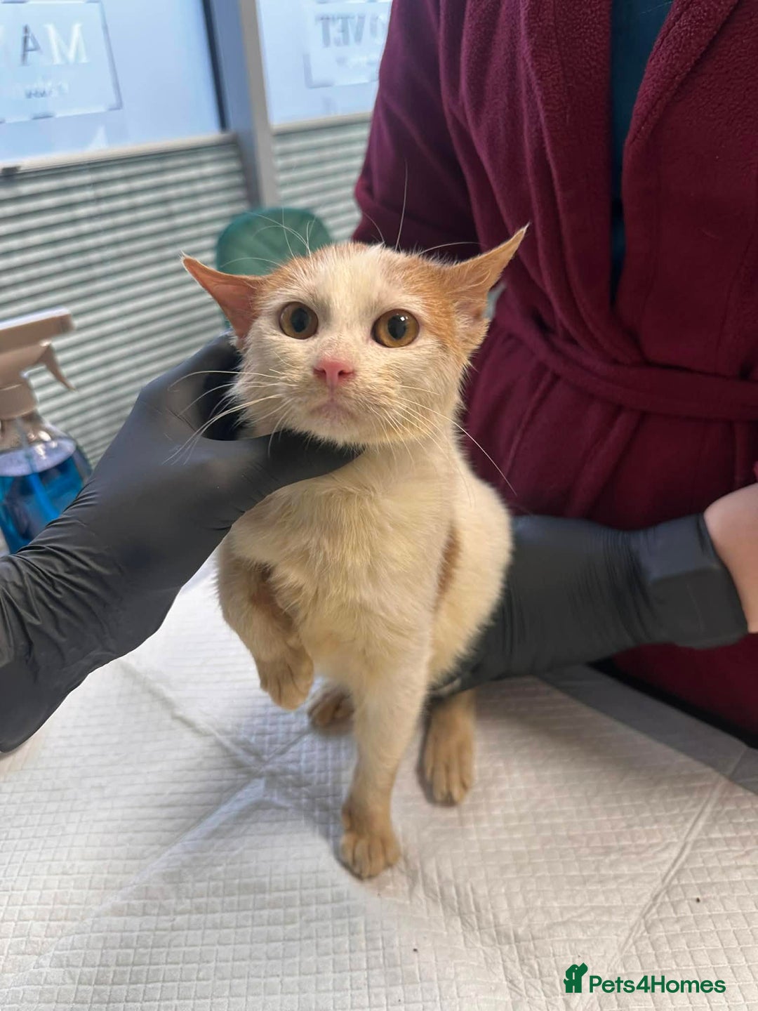 Mixed Breed cats for adoption: Apricot for adoption - Advert 2