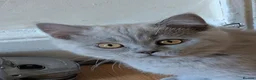 British Shorthair cats for sale: Two Beautiful Kittens are looking for home✨😸♥️ - Advert 3