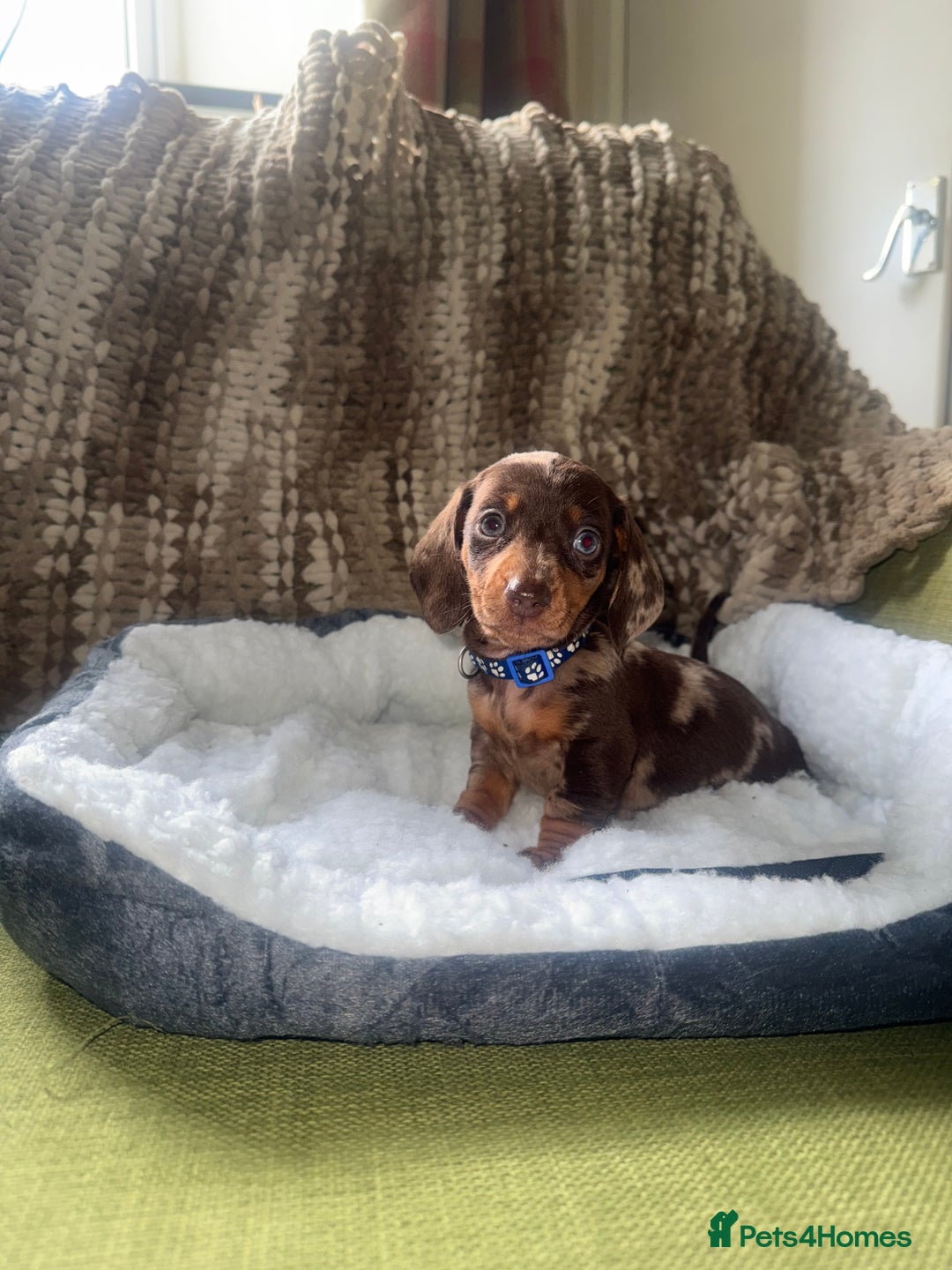 Miniature Dachshund dogs for sale: True miniature smooth coat dachshund puppies  - Image 7