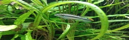 Cichlids fish for sale: Breeding pair of Kribensis - Advert 2