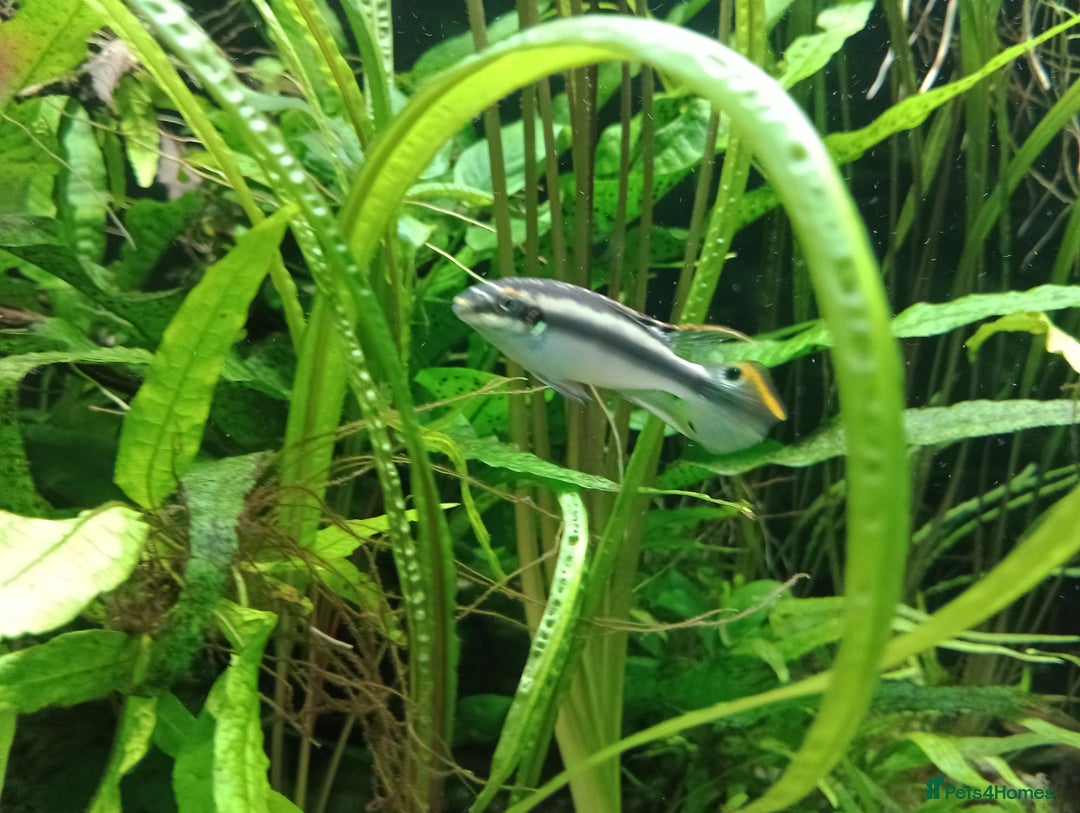 Cichlids fish for sale: Breeding pair of Kribensis - Advert 2