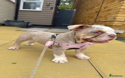 English Bulldog dogs for sale: One gorgeous female left 🐶  in Billericay - Image 2