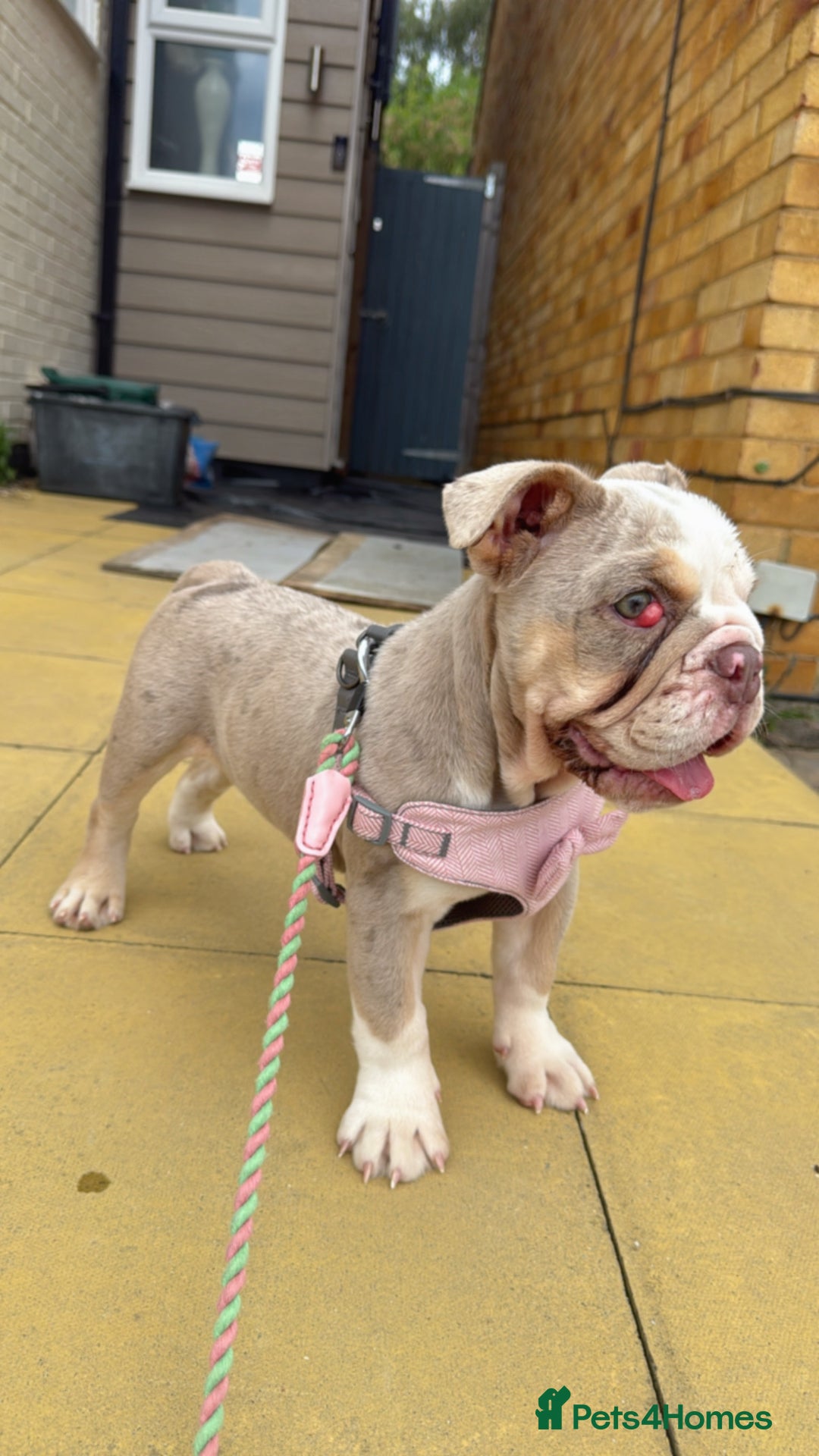 English Bulldog dogs for sale: One gorgeous female left 🐶  in Billericay - Image 2