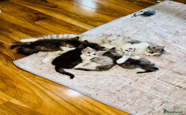 Norwegian Forest Cat cats Gorgeous Kittens Ready for Their Forever Homes 🐾 - Advert 2