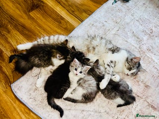 Norwegian Forest Cat cats Gorgeous Kittens Ready for Their Forever Homes 🐾 - Advert 2