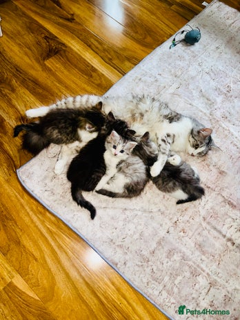 Norwegian Forest Cat cats Gorgeous Kittens Ready for Their Forever Homes 🐾 - Advert 1