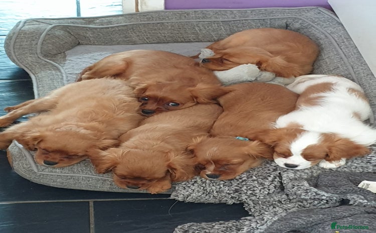 Cavalier King Charles Spaniel dogs - Advert 2