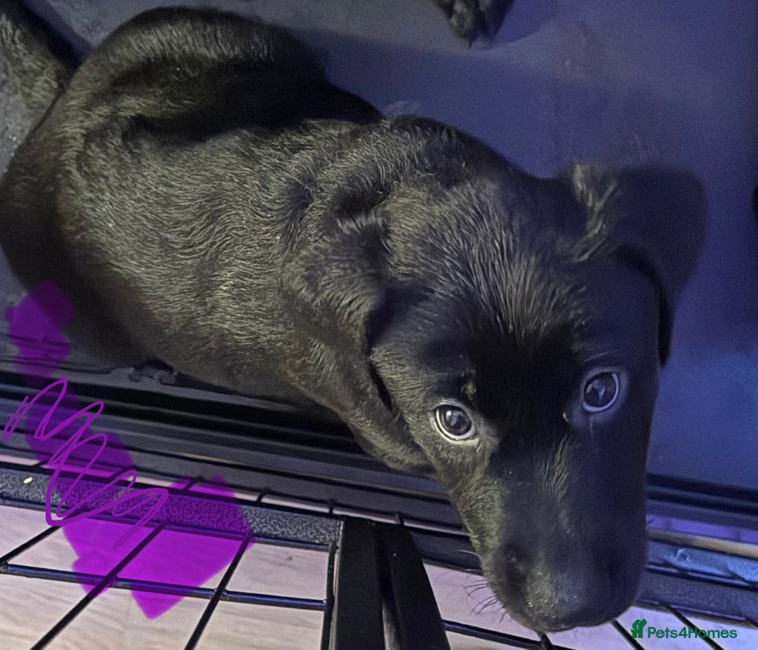 Labrador Retriever dogs for sale: Stunning litter of pure bred black Labrador pups  - Advert 1