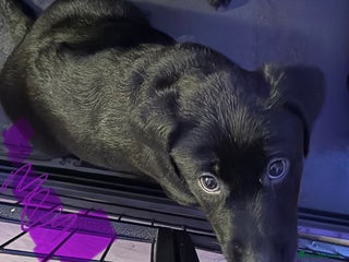 Labrador Retriever dogs Stunning litter of pure bred black Labrador pups - Advert 3