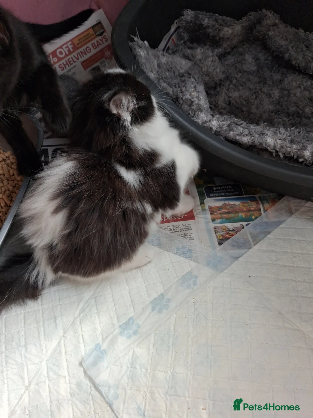 Mixed Breed cats for sale: Beautiful   long haired   black and white kitten  - Advert 5