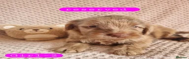 Cockapoo 7