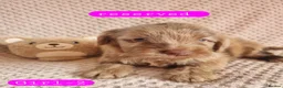 Cockapoo dogs for sale: Cockapoo Merle Puppies  - Advert 10