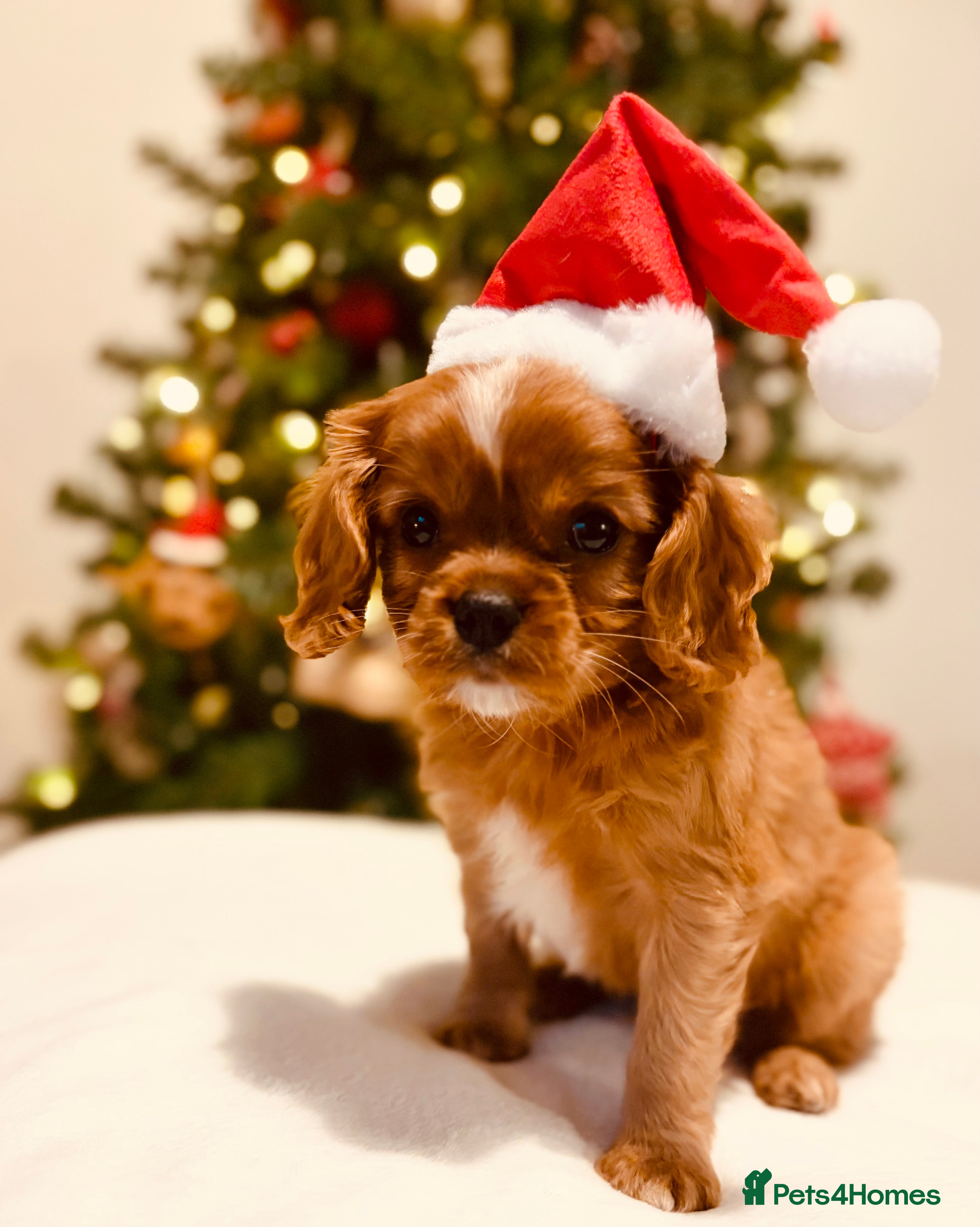 Cavalier King Charles Spaniel dogs KC Ruby Cavalier King Charles Puppy, Ready Now. - Advert 2