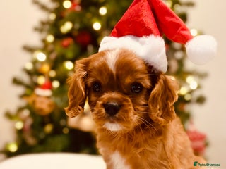 Cavalier King Charles Spaniel dogs KC Ruby Cavalier King Charles Puppy, Ready Now. - Advert 9