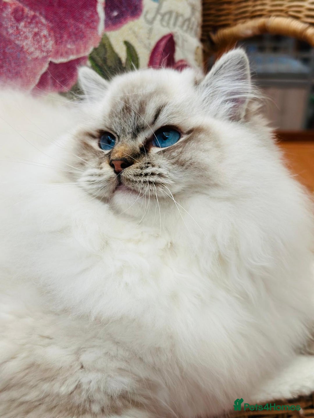Ragdoll cats for sale: Super Affectionate Ragdoll Kittens Fife Reg - Image 22