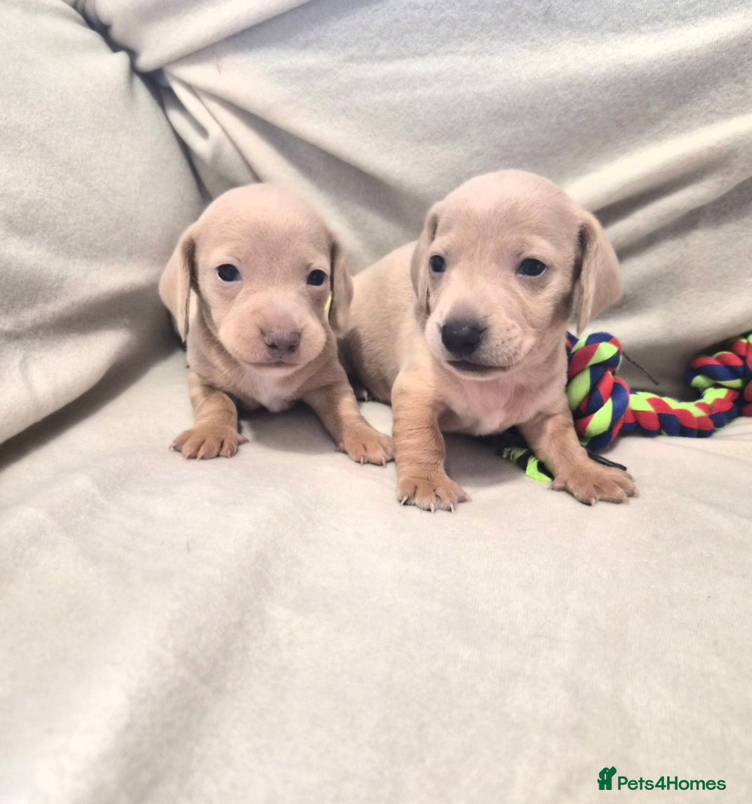 Miniature Dachshund dogs Stunning clear cream miniture dachshunds  - Advert 18