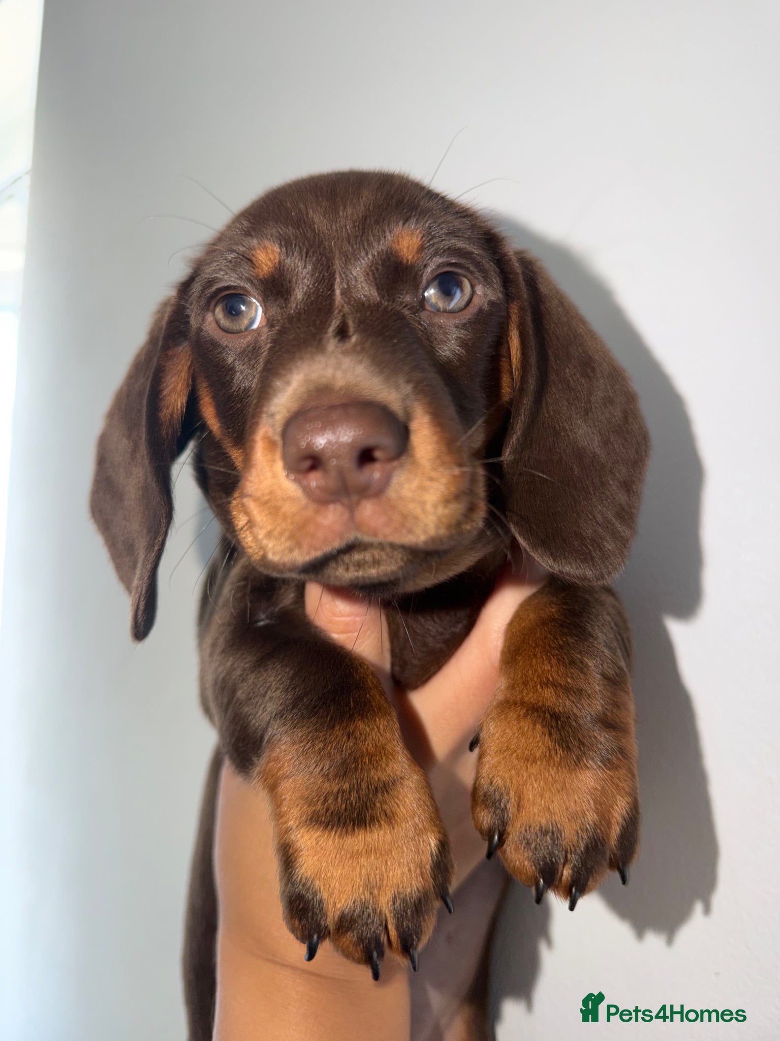 Miniature Dachshund dogs Female Chocolate and tan miniature dachshund  - Advert 2