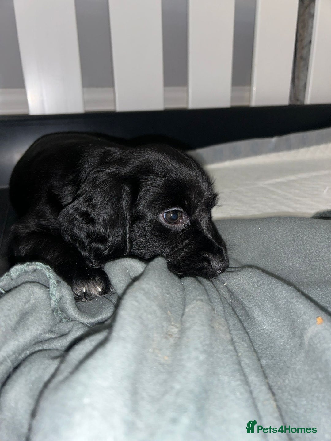 Sprocker dogs for sale: Beautiful Sprocker Pups - Advert 7