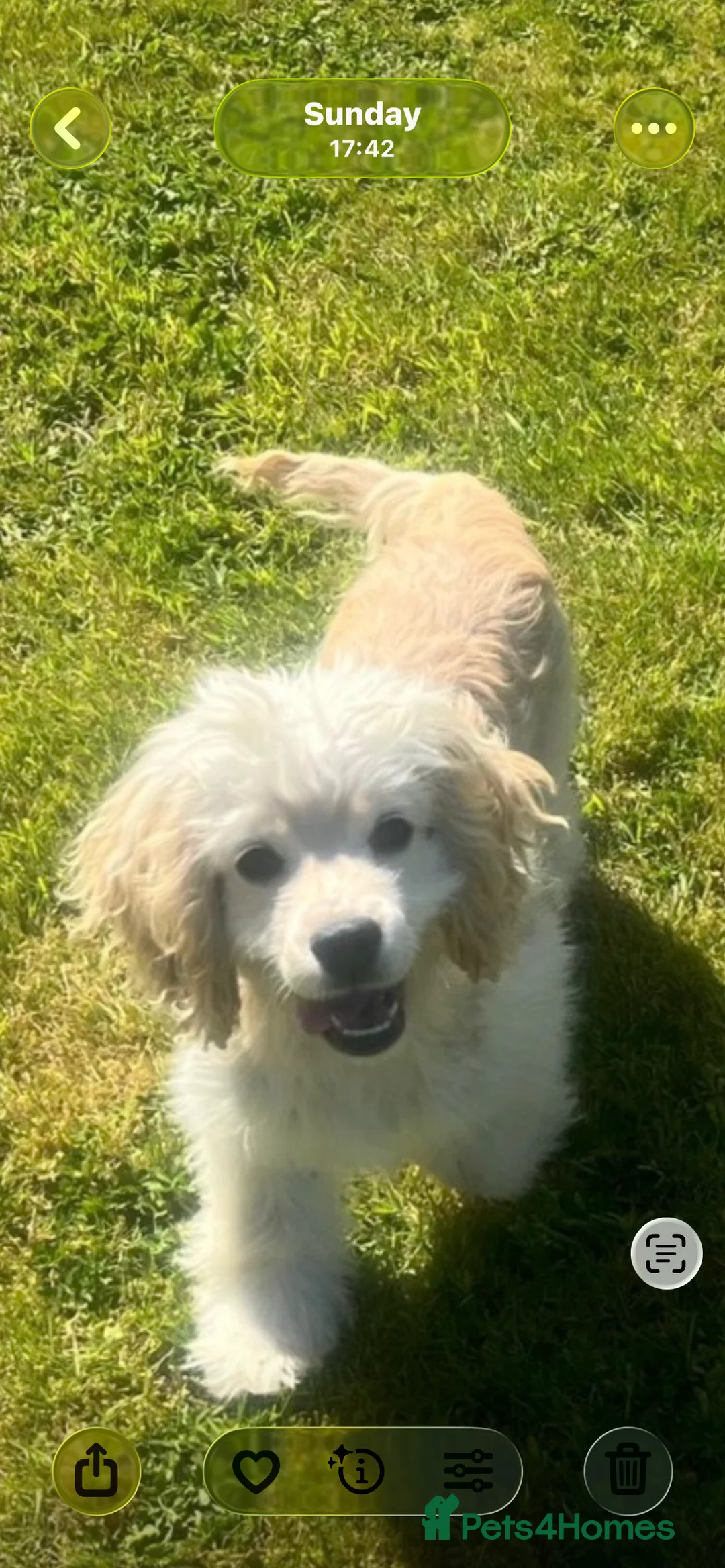 Cockapoo dogs for sale: American cockerpoo male 2 years old . - Advert 3