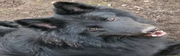 German Shepherd dogs for stud: *FREE until Proven* Black Shepherd Dog at Stud - Advert 3