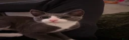 Domestic Shorthair cats for sale: Gorgeous Grey and White Boy kitten for sale in Birkenhead - Advert 8