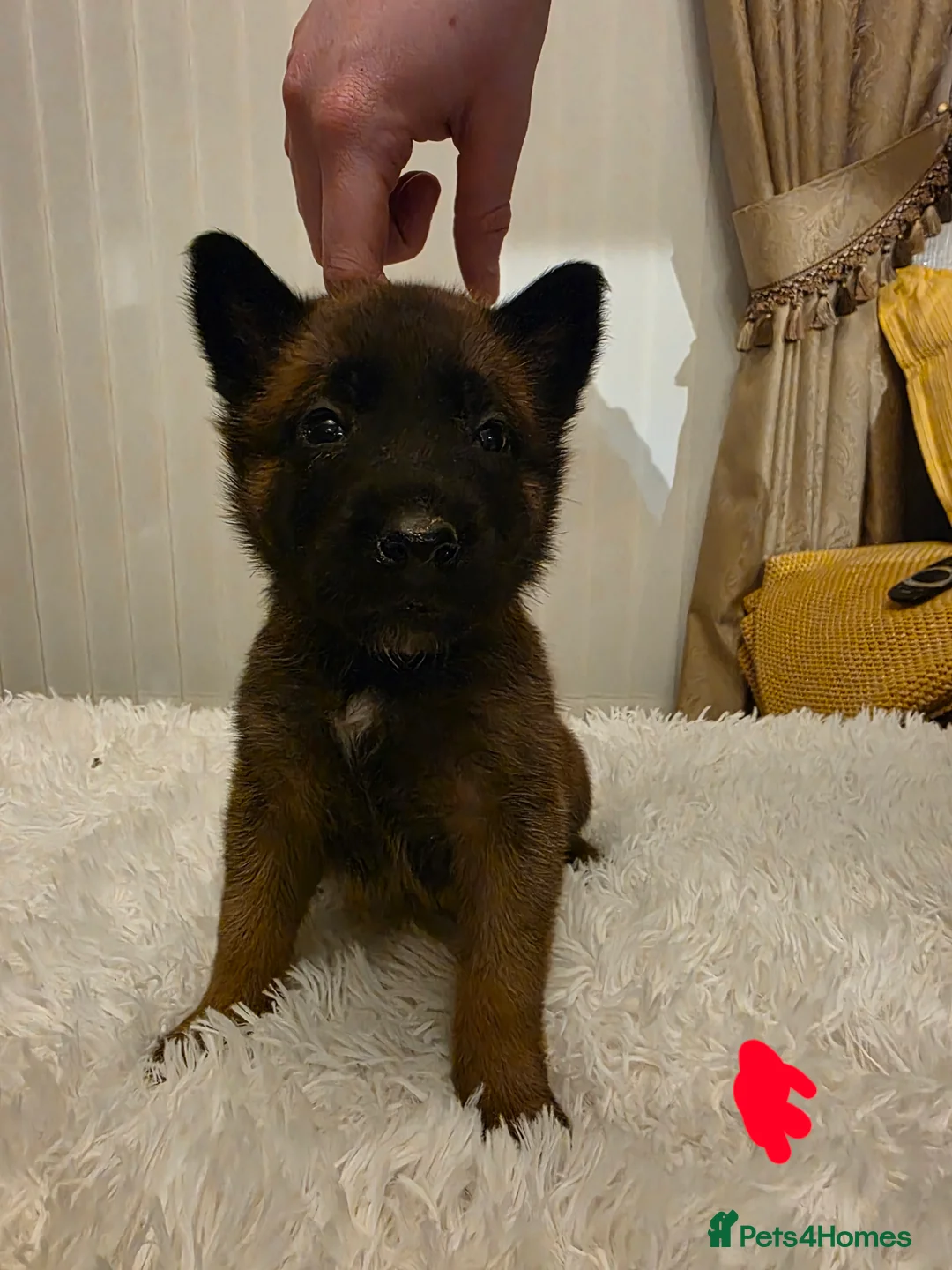 Belgian Shepherd Dog dogs for sale: 🔥🔥Fantastic Belgian Malinois Puppies🔥🔥 - Advert 10