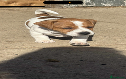 Jack Russell dogs for sale: Jack Russell puppies  - Image 3