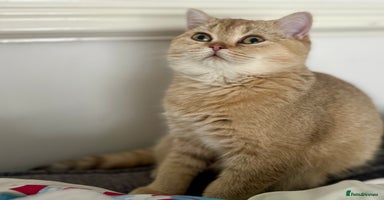 British Shorthair cats - Advert 16