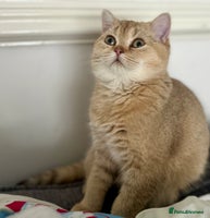 British Shorthair cats - Advert 16