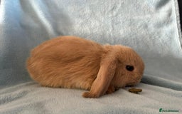 Mini Lop rabbits for sale: Pure Breed Mini Lop baby bunnies ready 1st Aug - Image 6