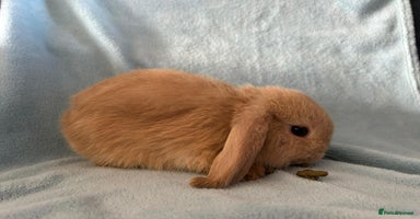 Mini Lop rabbits - Advert 8