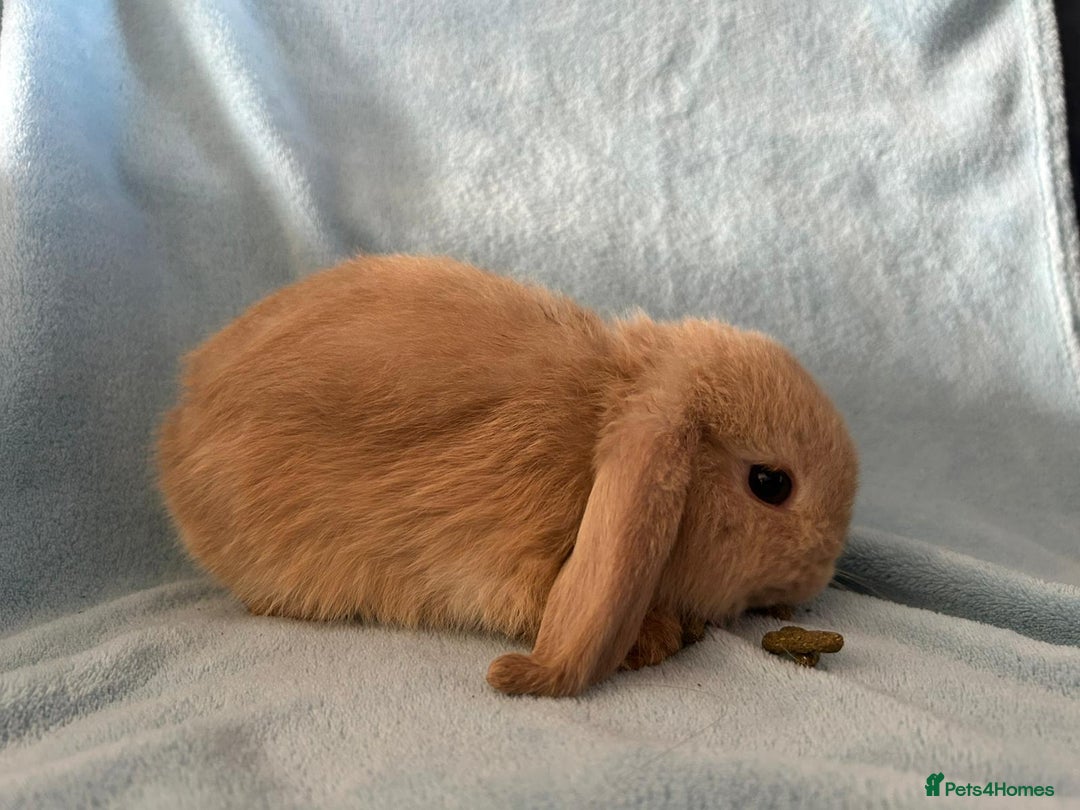 Mini Lop rabbits for sale: Pure Breed Mini Lop baby bunnies ready 1st Aug - Image 6