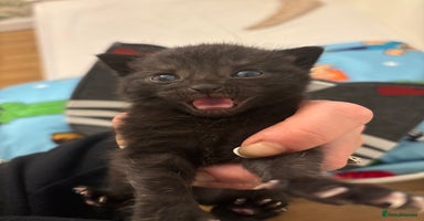 Mixed Breed cats - Advert 24